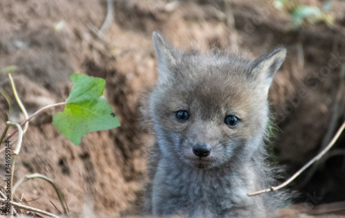 Fox Kit near den