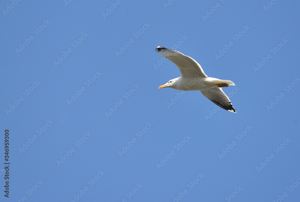 Fototapeta premium seagull soaring in the sky 