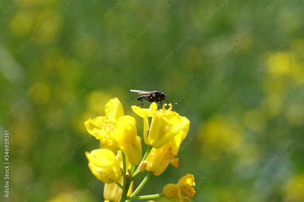 Fliege auf gelber Rapsblüte - Stockfoto