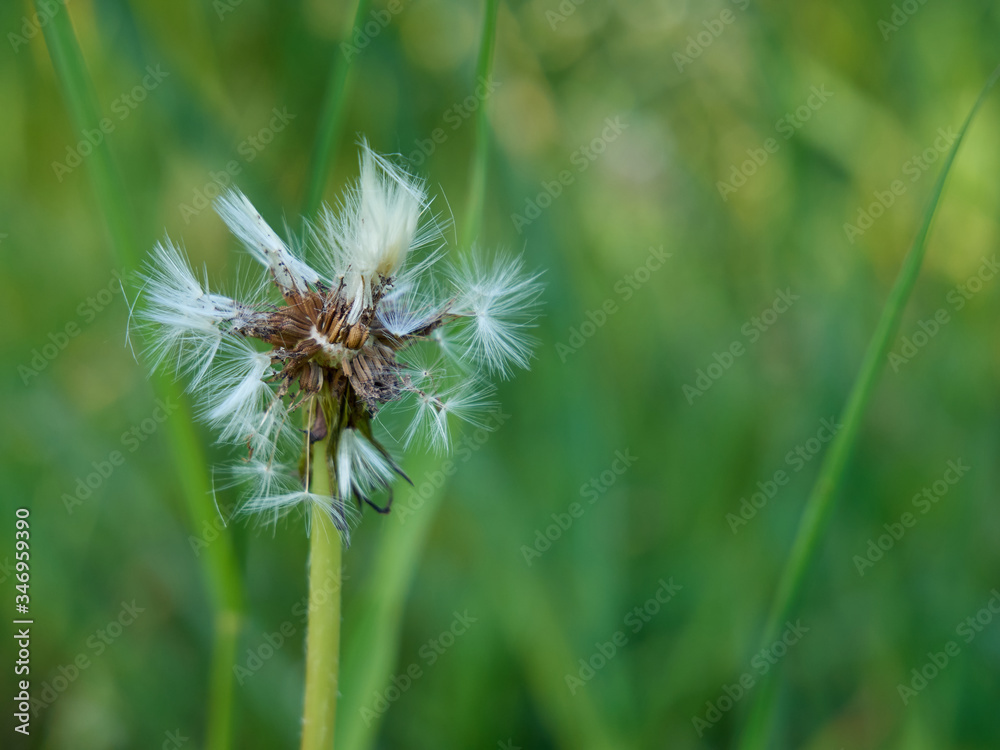 Common dandelion in the meadow at sunny spring day. Close-up photography Common dandelion in the meadow at sunny spring day. Close-up photography