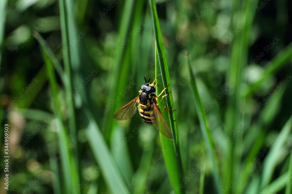 Gemeine Sumpfschwebfliege auf Grashalm und grüner Hintergrund - Stockfoto Gemeine Sumpfschwebfliege auf Grashalm und grüner Hintergrund - Stockfoto