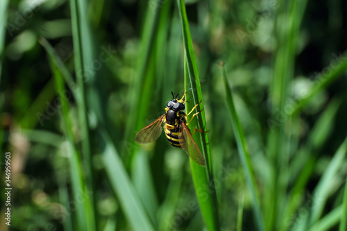 Gemeine Sumpfschwebfliege auf Grashalm und grüner Hintergrund - Stockfoto © Westwind