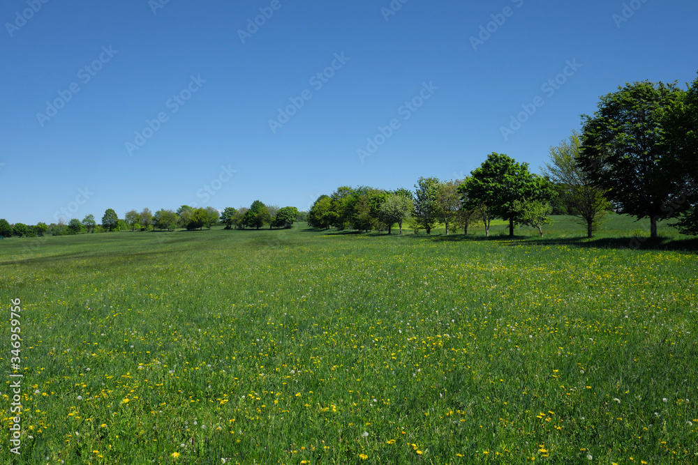 Grüne Wiese mit vielen Blumen und Baumreihe im Westerwald im Mai 2020 - Stockfoto