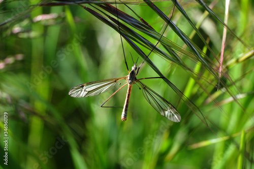 Schnake auf Gräsern und grüner Hintergrund - Stockfoto photo