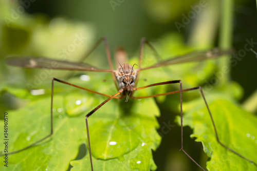 European crane fly on a green leaf after rain. Marsh crane fly ( tipula paludosa) close-up