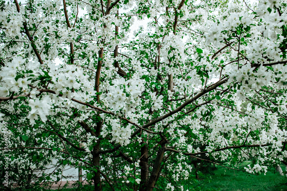 Fototapeta premium green leaves on a tree