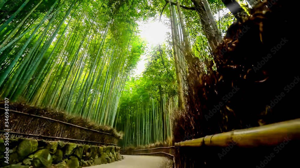 Low Angle View Of Bamboo Trees In Forest
