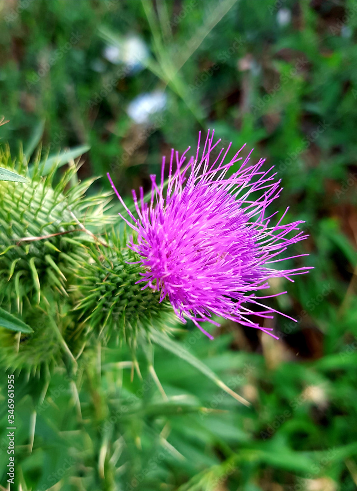 Beautiful Thorny Purple Thistle Flower Bloom Beautiful Thorny Purple Thistle Flower Bloom