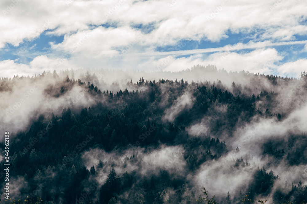 Silhouette of forest with dense fog. Silhouette of forest with dense fog.