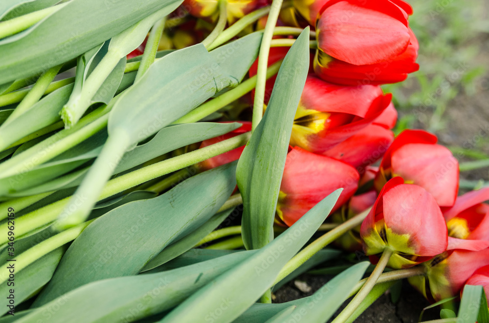 Obraz premium plucked red tulips