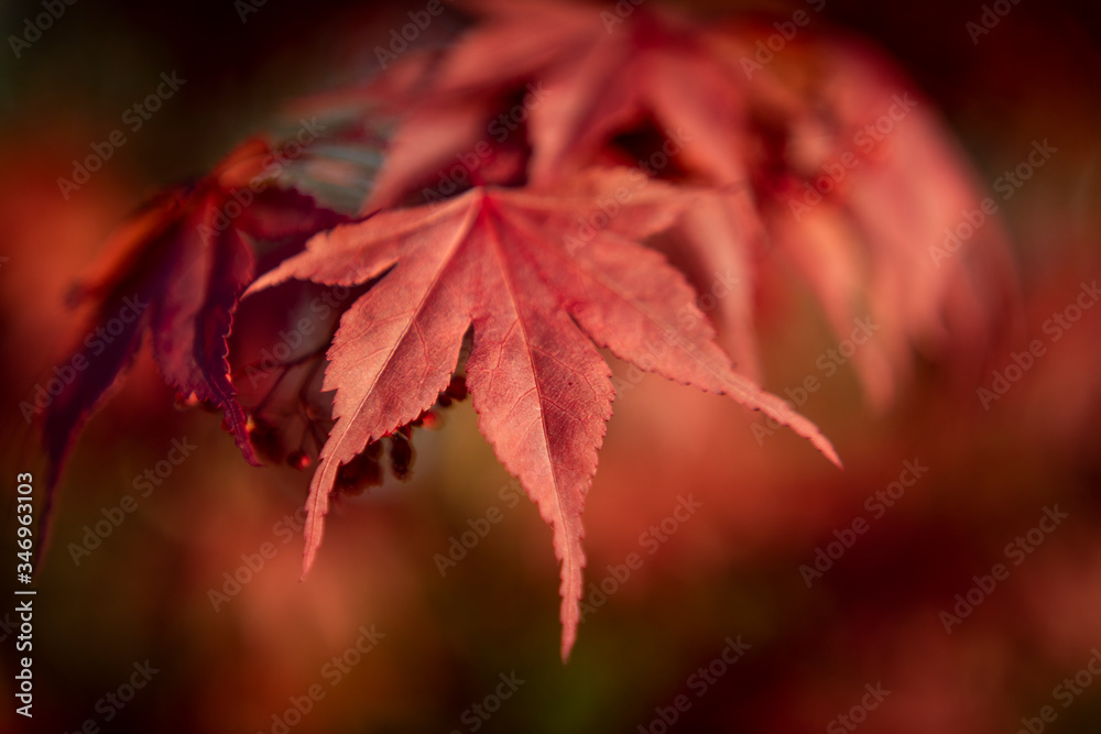 Japanese Red Maple
