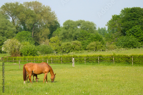 A beautiful brown mare horse with her foal on a field