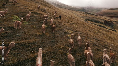 Lamas in the middle of the Peruvian Andes