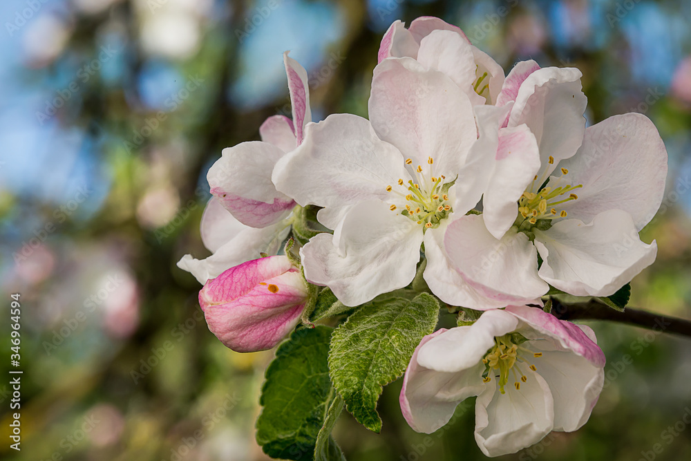 Fototapeta premium Apple flower in a spring garden