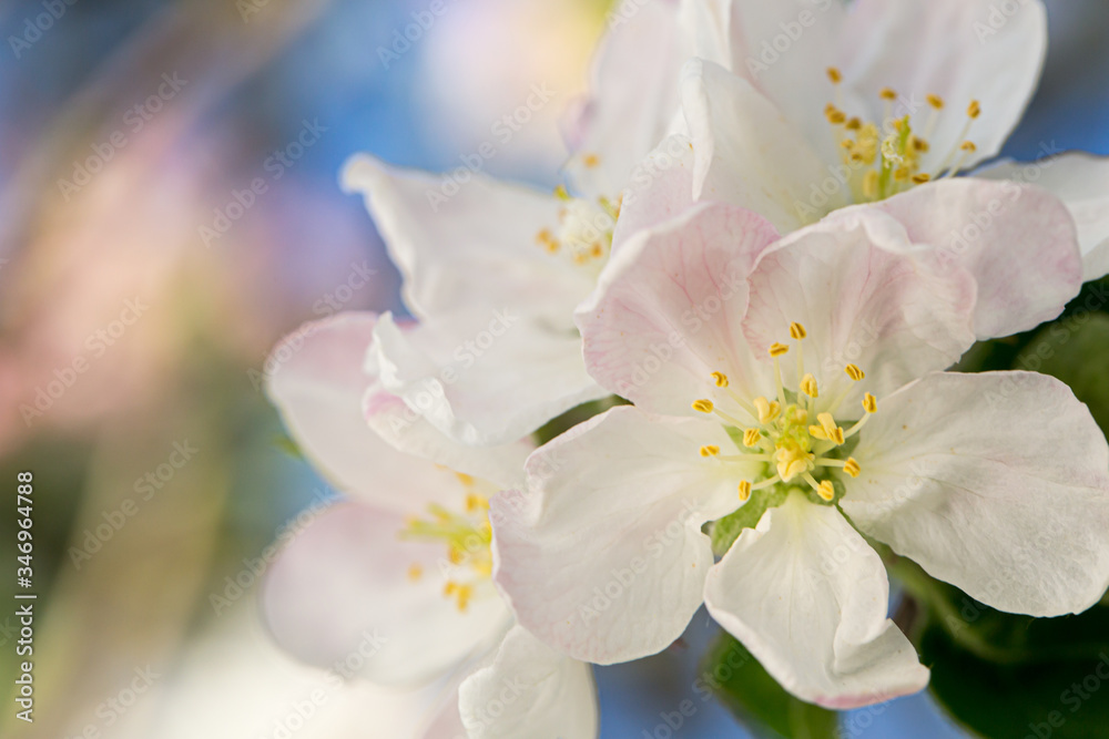Obraz premium Apple flower in a spring garden