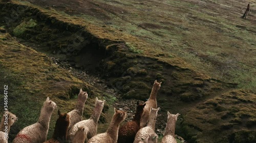 Lamas in the middle of the Peruvian Andes