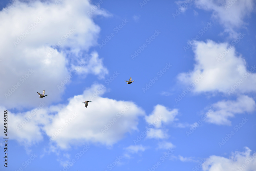 Ducks in the sky Ducks in the sky