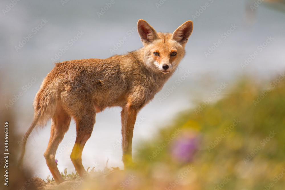 a fox in the spring