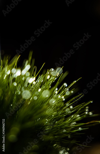 Rain drops on a pine branch