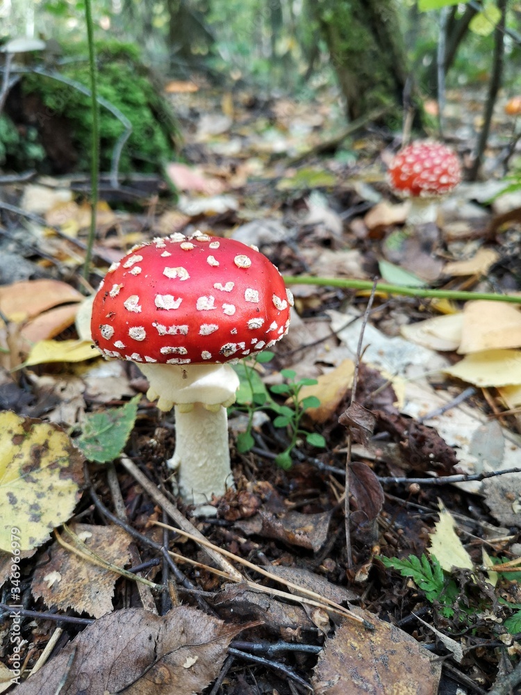 Red fly agaric. Toxic mushroom. Amanita muscaria. Red fly agaric. Toxic mushroom. Amanita muscaria.