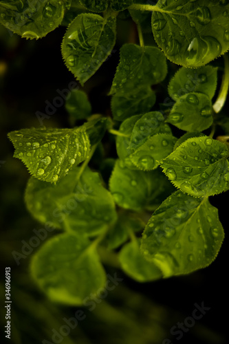 Green leafs after rain