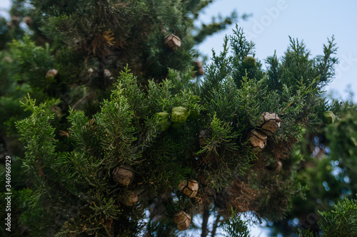 small young fir cones