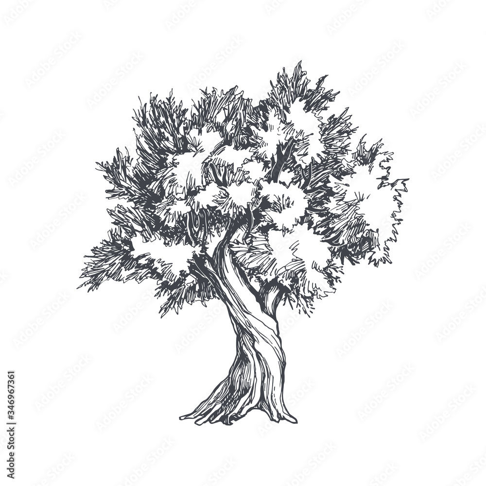 Vector vintage illustration of tree in engraving style. Hand drawn botanical sketch with olive plant isolated on white background