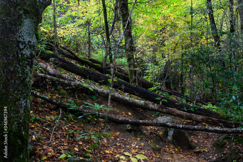 Sadness of an Autumn Fallen Forest