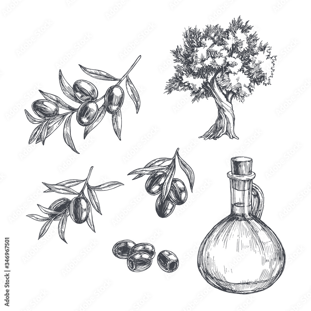 Vector vintage olive set isolated on white. Hand drawn illustrations of ...