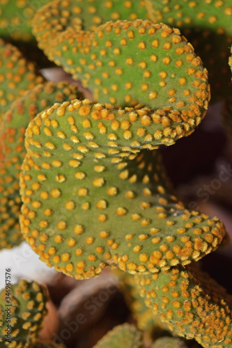 Au jardin : cactus garnis de mille piquants. photo