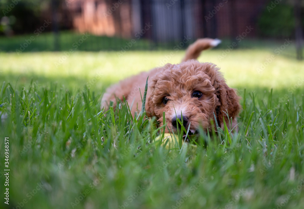 Fototapeta premium Goldendoodle puppy playing with a ball in the grass