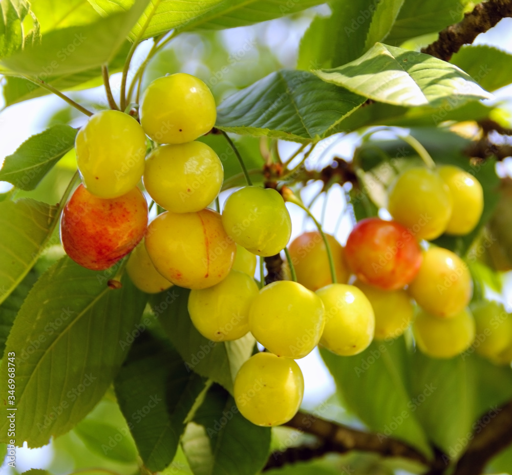 The Berries of yellow gentle and fresh cherry on a branch The Berries of yellow gentle and fresh cherry on a branch
