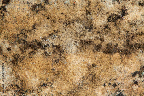 Lichens and moss on stone