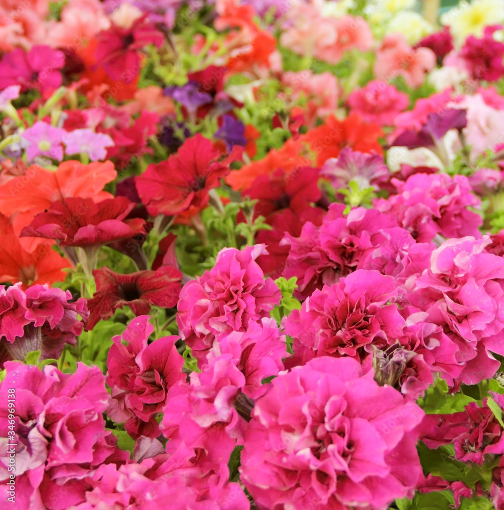 Fototapeta premium Natural colorful flowers, beautiful background