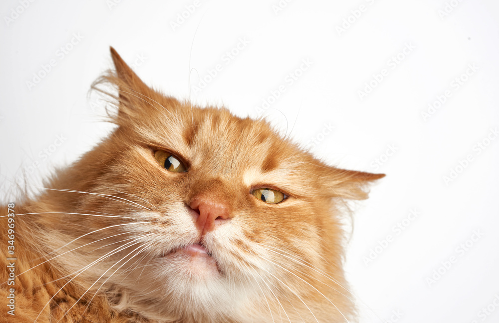 face of a funny red cat with a sad emotion on a white background face of a funny red cat with a sad emotion on a white background