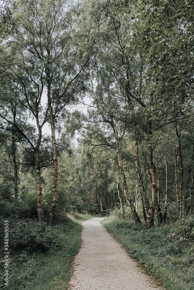 Netherlands, Schiermonnikoog, path through the forest Netherlands, Schiermonnikoog, path through the forest