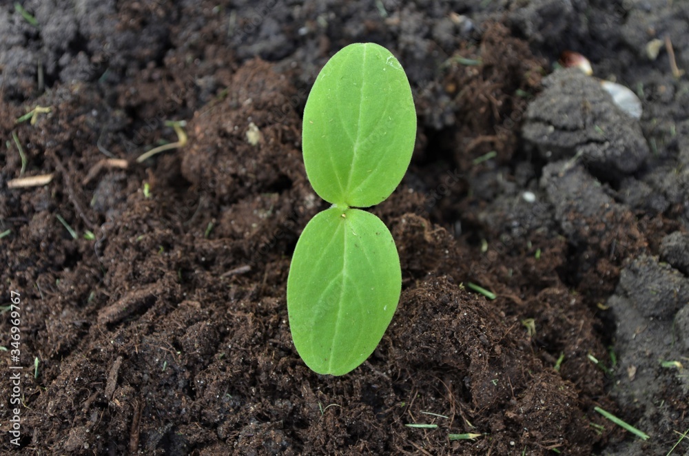 young green sprout young green sprout