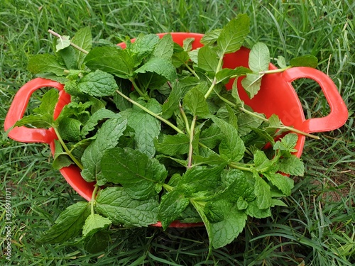 fresh green mint leaves in red basket with grass in background photo