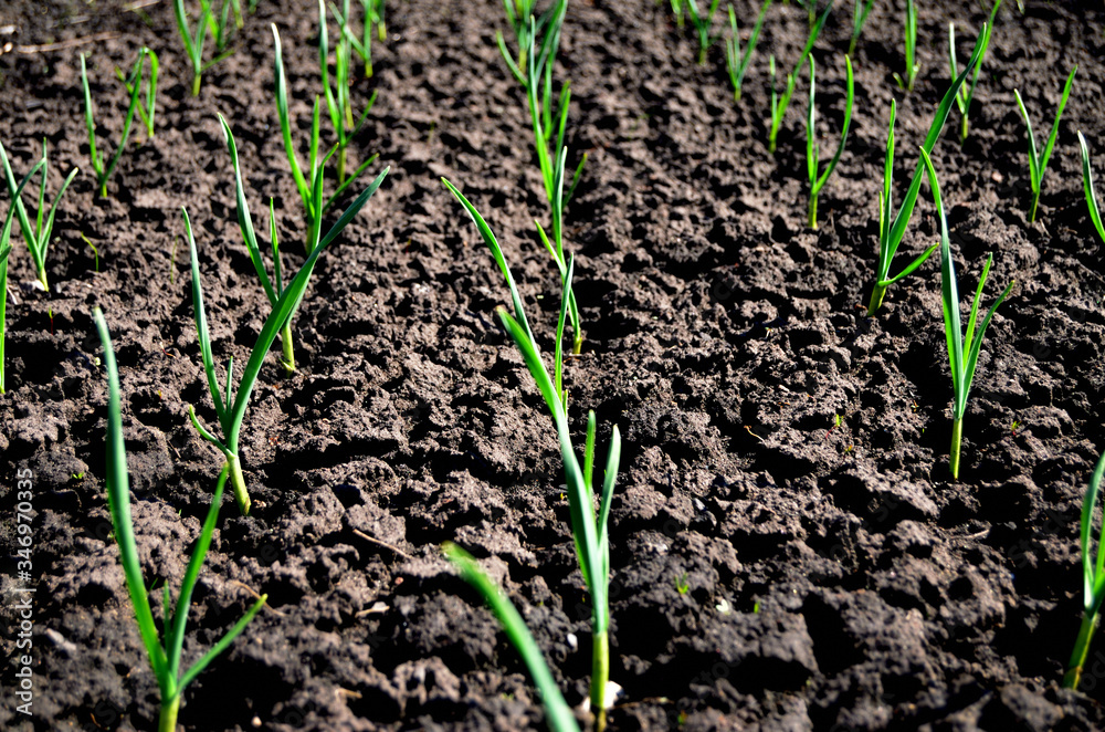young green garlic shoots on the bed in the ground spring new harvest season gardeners