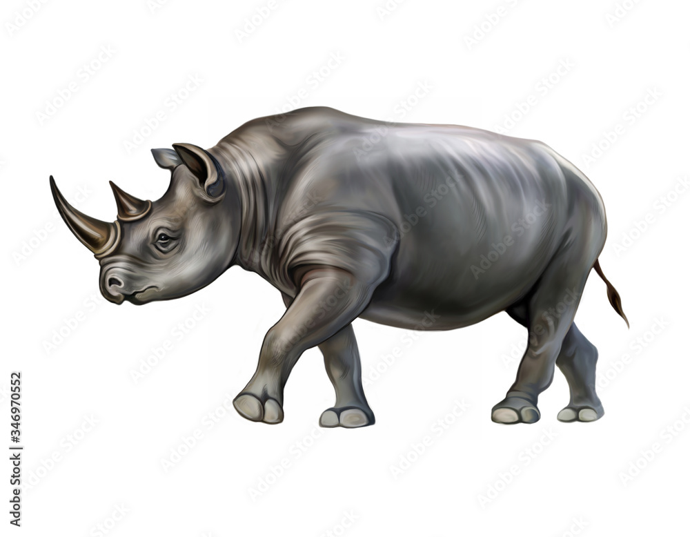 Obraz premium black rhino (Diceros bicornis)