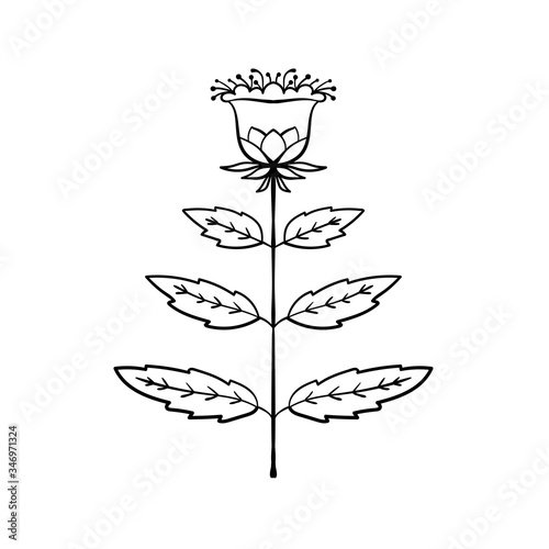 Flower vector illustration. Coloring page element.