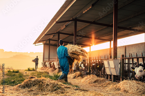 Young farmer wearing blue overall while feeding straw to calves on his farm