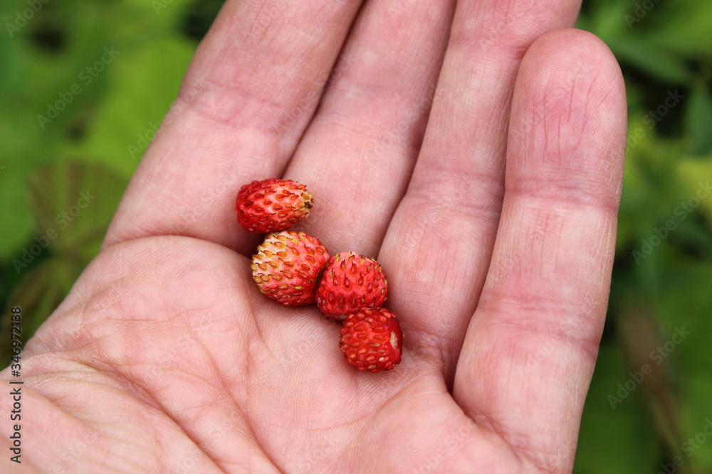 Freshly picked strawberries in your hand, summer day Freshly picked strawberries in your hand, summer day