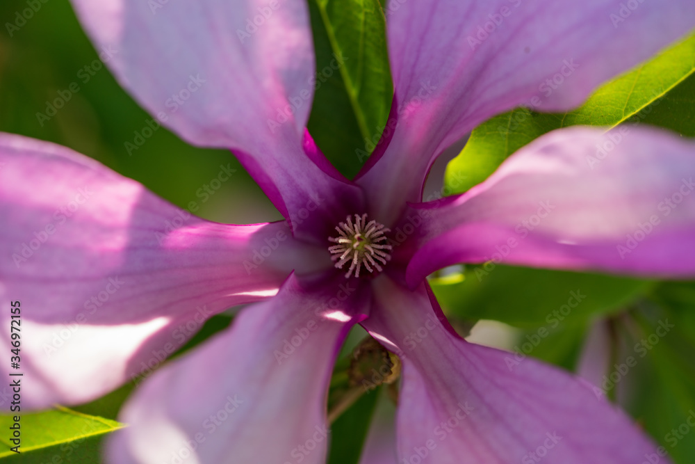 rosarote Blüte