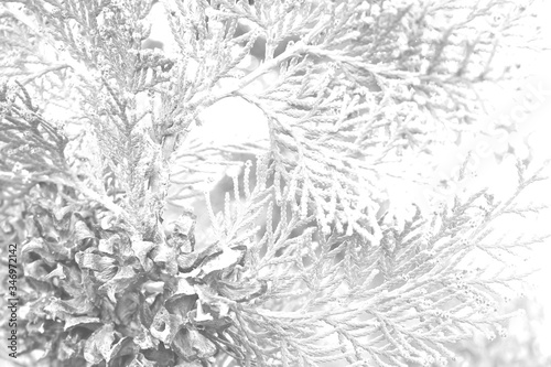 Black and white photo processing of leaves and cones of thuja. Background.