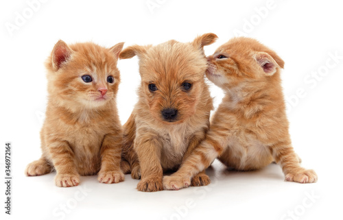 Two small kittens and puppy.