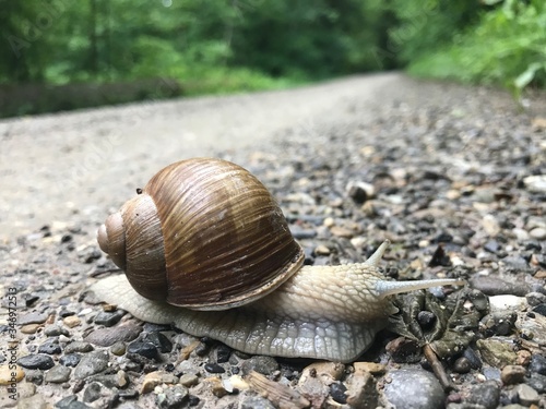 snail in the forest creeps across the road