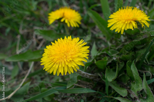 dandelions in the grass