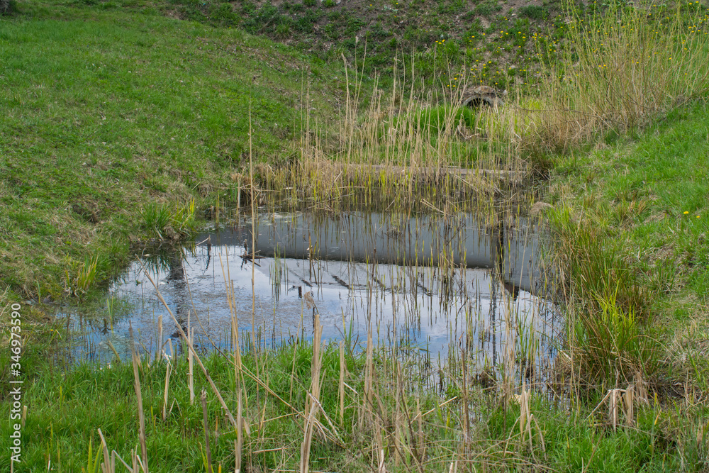 A small abandoned pond, swamp, and tall grass A small abandoned pond, swamp, and tall grass