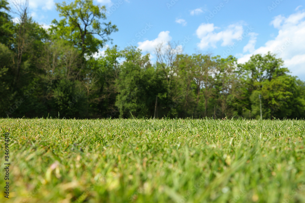 Trimmed lawn close up at the golf playground on the edge of forest Trimmed lawn close up at the golf playground on the edge of forest